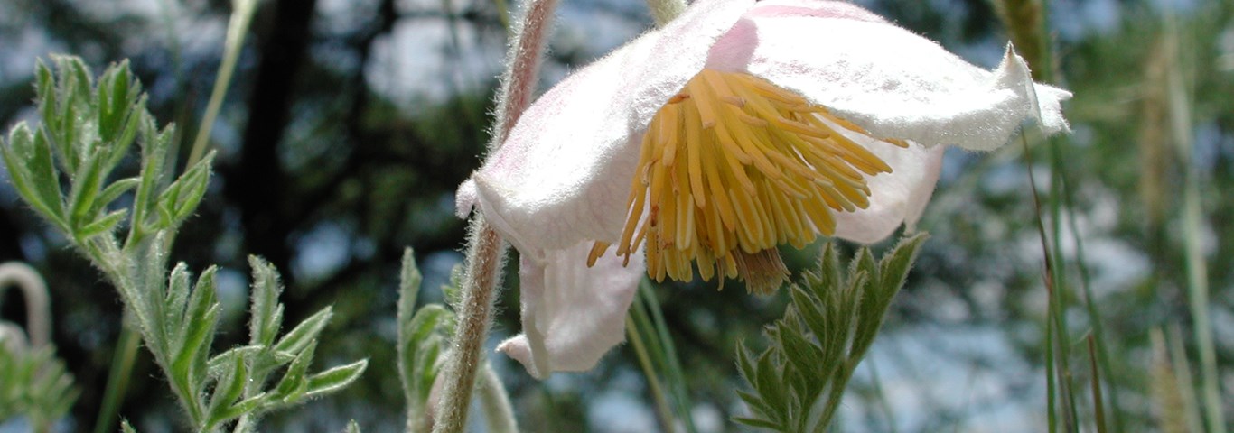 Clematopsis scabiosifolia
